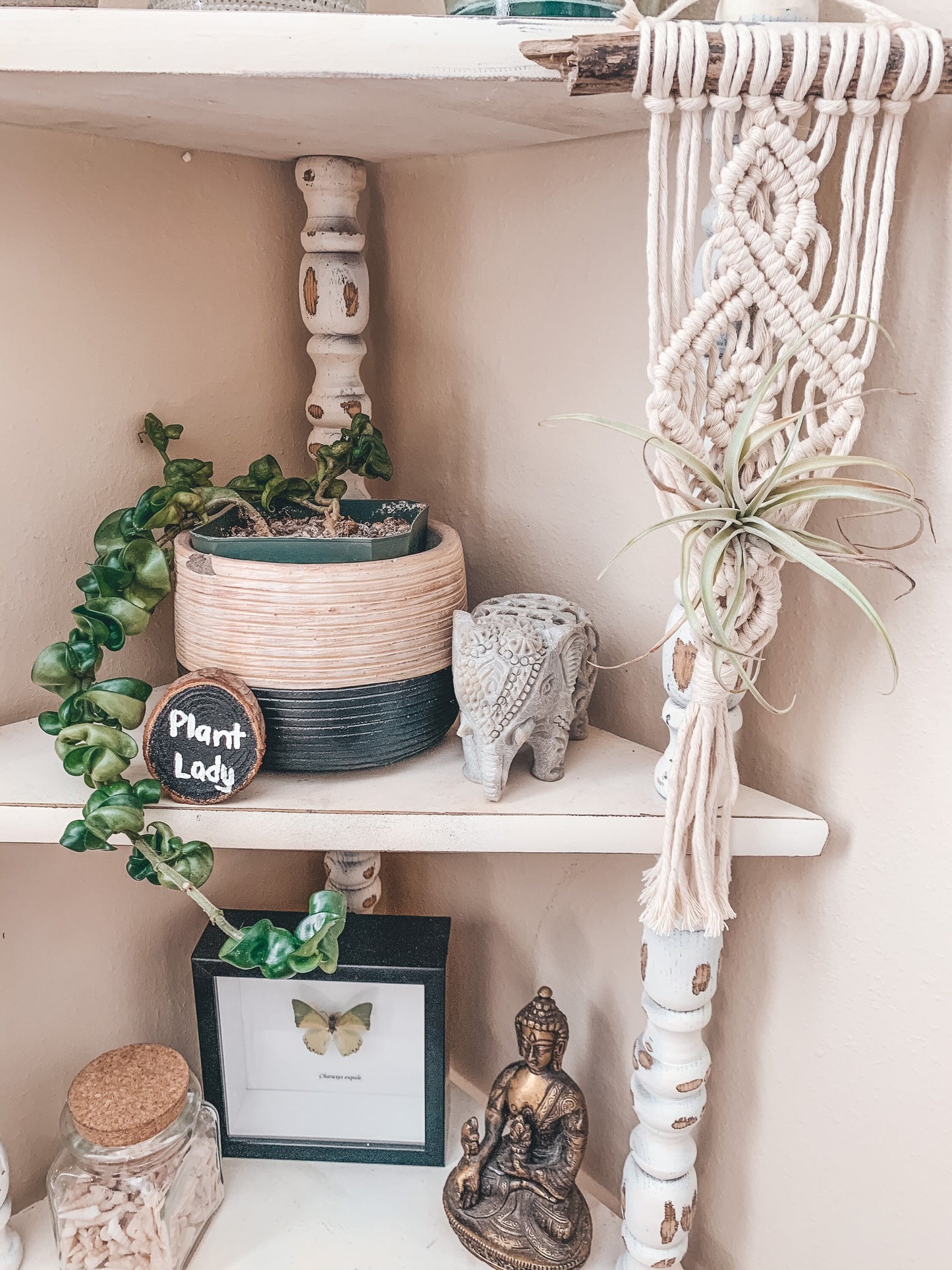 Air Plant Hanger