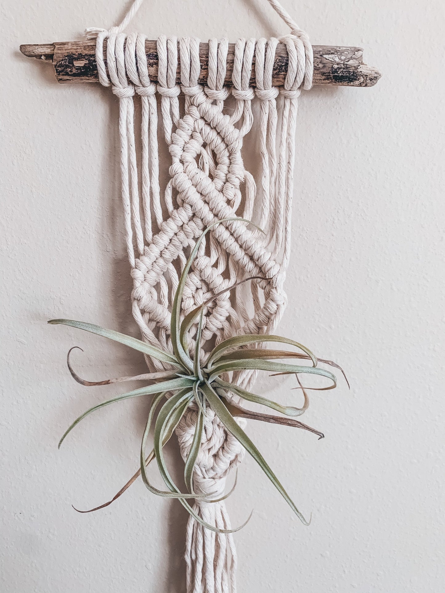 Air Plant Hanger