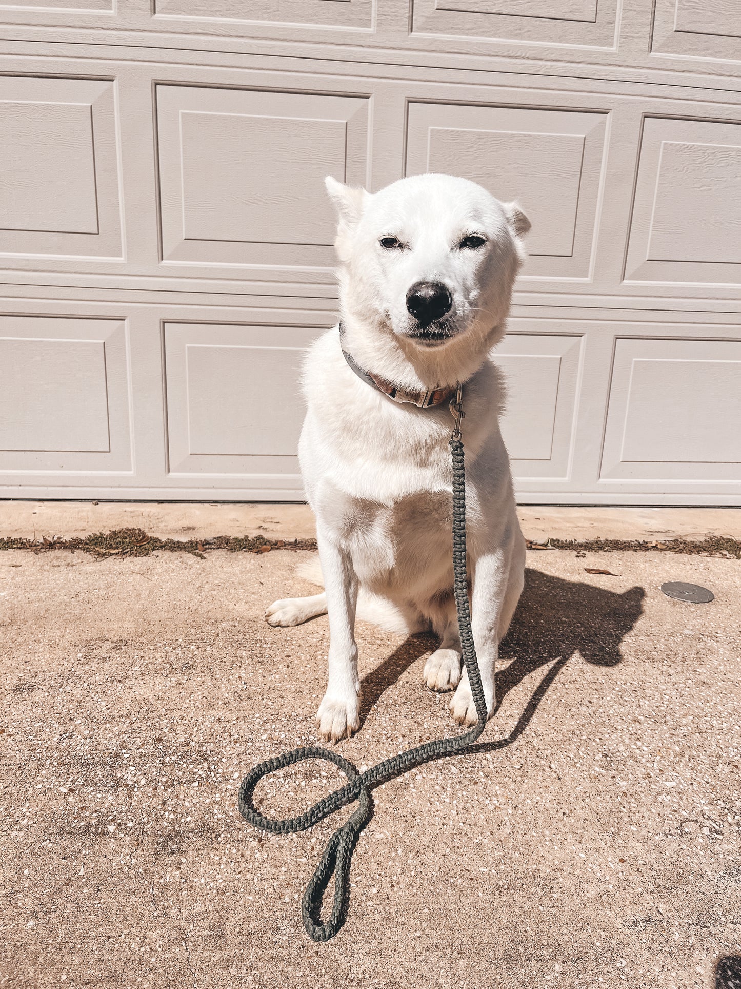 Dog Leash