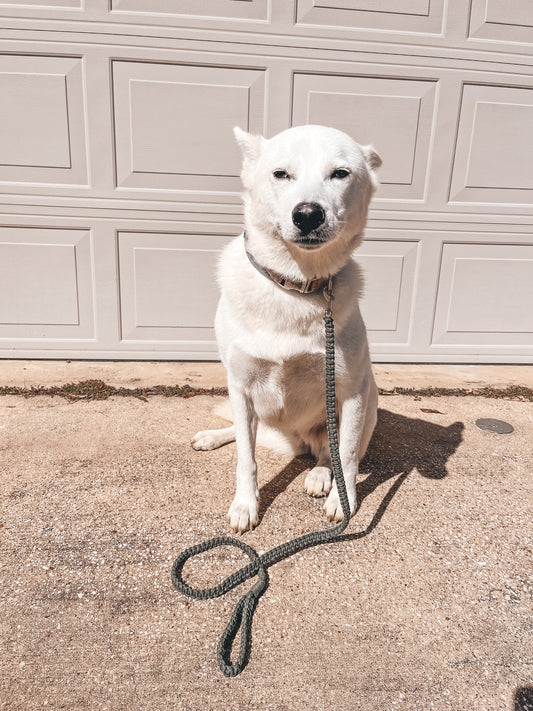 Dog Leash
